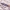 Ąžuolinis siauravabalis - Colydium filiforme | Fotografijos autorius : Romas Ferenca | © Macrogamta.lt | Šis tinklapis priklauso bendruomenei kuri domisi makro fotografija ir fotografuoja gyvąjį makro pasaulį.