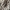 Ąžuolinis skaptukas - Xestobium rufovillosum | Fotografijos autorius : Kazimieras Martinaitis | © Macrogamta.lt | Šis tinklapis priklauso bendruomenei kuri domisi makro fotografija ir fotografuoja gyvąjį makro pasaulį.