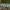 Ąžuolkerpinis vėlyvis - Griposia aprilina | Fotografijos autorius : Žilvinas Pūtys | © Macrogamta.lt | Šis tinklapis priklauso bendruomenei kuri domisi makro fotografija ir fotografuoja gyvąjį makro pasaulį.