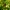 Čiobrelinis auksinukas ♀ - Lycaena alciphron ♀ | Fotografijos autorius : Aleksandras Stabrauskas | © Macrogamta.lt | Šis tinklapis priklauso bendruomenei kuri domisi makro fotografija ir fotografuoja gyvąjį makro pasaulį.