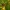 Čiobrelinis auksinukas ♀ - Lycaena alciphron ♀ | Fotografijos autorius : Aleksandras Stabrauskas | © Macrogamta.lt | Šis tinklapis priklauso bendruomenei kuri domisi makro fotografija ir fotografuoja gyvąjį makro pasaulį.