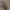 Kūdrinis čiuožikas - Gerris lacustris | Fotografijos autorius : Gintautas Steiblys | © Macrogamta.lt | Šis tinklapis priklauso bendruomenei kuri domisi makro fotografija ir fotografuoja gyvąjį makro pasaulį.