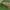 Čiuopiklinis sparganotis - Sparganothis pilleriana | Fotografijos autorius : Gintautas Steiblys | © Macrogamta.lt | Šis tinklapis priklauso bendruomenei kuri domisi makro fotografija ir fotografuoja gyvąjį makro pasaulį.