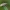 Įvairiaspalvė žolblakė - Lygus rugulipennis ♂ | Fotografijos autorius : Žilvinas Pūtys | © Macrogamta.lt | Šis tinklapis priklauso bendruomenei kuri domisi makro fotografija ir fotografuoja gyvąjį makro pasaulį.