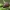 Įvairiaspalvis puošnys - Chrysolina varians, lerva | Fotografijos autorius : Gintautas Steiblys | © Macrogamta.lt | Šis tinklapis priklauso bendruomenei kuri domisi makro fotografija ir fotografuoja gyvąjį makro pasaulį.