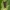 Įvairiaspalvis stiebinukas - Oligia latruncula | Fotografijos autorius : Žilvinas Pūtys | © Macrogamta.lt | Šis tinklapis priklauso bendruomenei kuri domisi makro fotografija ir fotografuoja gyvąjį makro pasaulį.