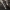 Šalmabudė - Mycena sp. | Fotografijos autorius : Vidas Brazauskas | © Macrogamta.lt | Šis tinklapis priklauso bendruomenei kuri domisi makro fotografija ir fotografuoja gyvąjį makro pasaulį.