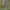 Šalmuotoji gegužraibė - Orchis militaris | Fotografijos autorius : Gintautas Steiblys | © Macrogamta.lt | Šis tinklapis priklauso bendruomenei kuri domisi makro fotografija ir fotografuoja gyvąjį makro pasaulį.