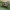 Šaltalankinė margasparnė - Rhagoletis batava ♀ | Fotografijos autorius : Žilvinas Pūtys | © Macrogamta.lt | Šis tinklapis priklauso bendruomenei kuri domisi makro fotografija ir fotografuoja gyvąjį makro pasaulį.