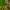Šarvuotoji skėtė - Leucorrhinia pectoralis | Fotografijos autorius : Mindaugas Leliunga | © Macrogamta.lt | Šis tinklapis priklauso bendruomenei kuri domisi makro fotografija ir fotografuoja gyvąjį makro pasaulį.