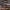 Šešiaakis plyšiavoris - Segestria senoculata ♀ | Fotografijos autorius : Žilvinas Pūtys | © Macrogamta.lt | Šis tinklapis priklauso bendruomenei kuri domisi makro fotografija ir fotografuoja gyvąjį makro pasaulį.