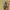 Šešiadėmis žieduolis - Anoplodera sexguttata | Fotografijos autorius : Gintautas Steiblys | © Macrogamta.lt | Šis tinklapis priklauso bendruomenei kuri domisi makro fotografija ir fotografuoja gyvąjį makro pasaulį.