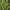 Šerinė kalnarūtė - Asplenium trichomanes  | Fotografijos autorius : Gintautas Steiblys | © Macrogamta.lt | Šis tinklapis priklauso bendruomenei kuri domisi makro fotografija ir fotografuoja gyvąjį makro pasaulį.