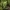 Šerinė kalnarūtė - Asplenium trichomanes  | Fotografijos autorius : Gintautas Steiblys | © Macrogamta.lt | Šis tinklapis priklauso bendruomenei kuri domisi makro fotografija ir fotografuoja gyvąjį makro pasaulį.