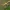 Šiaurinis beržinis pjūklelis - Craesus septentrionalis, lerva | Fotografijos autorius : Gintautas Steiblys | © Macrogamta.lt | Šis tinklapis priklauso bendruomenei kuri domisi makro fotografija ir fotografuoja gyvąjį makro pasaulį.