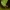 Šiaurinis beržinis pjūklelis - Craesus septentrionalis, lerva | Fotografijos autorius : Žilvinas Pūtys | © Macrogamta.lt | Šis tinklapis priklauso bendruomenei kuri domisi makro fotografija ir fotografuoja gyvąjį makro pasaulį.