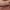 Šiaurinis plokščiavabalis - Dendrophagus crenatus | Fotografijos autorius : Žilvinas Pūtys | © Macrogamta.lt | Šis tinklapis priklauso bendruomenei kuri domisi makro fotografija ir fotografuoja gyvąjį makro pasaulį.
