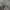 Šienpjovys - Mitostoma chrysomelas | Fotografijos autorius : Gintautas Steiblys | © Macrogamta.lt | Šis tinklapis priklauso bendruomenei kuri domisi makro fotografija ir fotografuoja gyvąjį makro pasaulį.