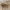 Šienpjovys - Opilio canestrinii ♀ | Fotografijos autorius : Gintautas Steiblys | © Macrogamta.lt | Šis tinklapis priklauso bendruomenei kuri domisi makro fotografija ir fotografuoja gyvąjį makro pasaulį.