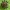 Šienpjovys - Paranemastoma superbum | Fotografijos autorius : Žilvinas Pūtys | © Macrogamta.lt | Šis tinklapis priklauso bendruomenei kuri domisi makro fotografija ir fotografuoja gyvąjį makro pasaulį.