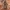 Šienpjovys - Platybunus bucephalus ♀ | Fotografijos autorius : Žilvinas Pūtys | © Macrogamta.lt | Šis tinklapis priklauso bendruomenei kuri domisi makro fotografija ir fotografuoja gyvąjį makro pasaulį.