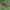 Šienpjovys - Platybunus hypanicus | Fotografijos autorius : Gintautas Steiblys | © Macrogamta.lt | Šis tinklapis priklauso bendruomenei kuri domisi makro fotografija ir fotografuoja gyvąjį makro pasaulį.