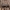 Šienpjovys - Trogulus tricarinatus | Fotografijos autorius : Žilvinas Pūtys | © Macrogamta.lt | Šis tinklapis priklauso bendruomenei kuri domisi makro fotografija ir fotografuoja gyvąjį makro pasaulį.