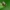 Šilinginis aksominukas - Galerucella grisescens | Fotografijos autorius : Romas Ferenca | © Macrogamta.lt | Šis tinklapis priklauso bendruomenei kuri domisi makro fotografija ir fotografuoja gyvąjį makro pasaulį.