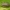 Šilinginis aksominukas - Galerucella grisescens | Fotografijos autorius : Žilvinas Pūtys | © Macrogamta.lt | Šis tinklapis priklauso bendruomenei kuri domisi makro fotografija ir fotografuoja gyvąjį makro pasaulį.
