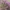 Šilinis viržis - Calluna vulgaris  | Fotografijos autorius : Gintautas Steiblys | © Macrogamta.lt | Šis tinklapis priklauso bendruomenei kuri domisi makro fotografija ir fotografuoja gyvąjį makro pasaulį.