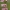 Šilinis viržis - Calluna vulgaris | Fotografijos autorius : Gintautas Steiblys | © Macrogamta.lt | Šis tinklapis priklauso bendruomenei kuri domisi makro fotografija ir fotografuoja gyvąjį makro pasaulį.