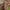 Šimtakojis dviporiakojis - Polydesmus complanatus | Fotografijos autorius : Žilvinas Pūtys | © Macrogamta.lt | Šis tinklapis priklauso bendruomenei kuri domisi makro fotografija ir fotografuoja gyvąjį makro pasaulį.
