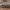 Šimtakojis dviporiakojis - Polyxenus lagurus | Fotografijos autorius : Žilvinas Pūtys | © Macrogamta.lt | Šis tinklapis priklauso bendruomenei kuri domisi makro fotografija ir fotografuoja gyvąjį makro pasaulį.