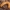 Šimtakojis dviporiakojis - Polyzonium germanicum | Fotografijos autorius : Žilvinas Pūtys | © Macrogamta.lt | Šis tinklapis priklauso bendruomenei kuri domisi makro fotografija ir fotografuoja gyvąjį makro pasaulį.