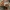 Rusvoji meškapėdė - Peltigera neckeri | Fotografijos autorius : Gintautas Steiblys | © Macrogamta.lt | Šis tinklapis priklauso bendruomenei kuri domisi makro fotografija ir fotografuoja gyvąjį makro pasaulį.