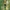 Šiurkštusis asiūklis - Equisetum hyemale | Fotografijos autorius : Gintautas Steiblys | © Macrogamta.lt | Šis tinklapis priklauso bendruomenei kuri domisi makro fotografija ir fotografuoja gyvąjį makro pasaulį.