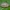 Šlaitinė boružė - Platynaspis luteorubra, lerva | Fotografijos autorius : Žilvinas Pūtys | © Macrogamta.lt | Šis tinklapis priklauso bendruomenei kuri domisi makro fotografija ir fotografuoja gyvąjį makro pasaulį.