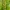 Šlaitinis beragis - Orchis anthropophora | Fotografijos autorius : Eglė Vičiuvienė | © Macrogamta.lt | Šis tinklapis priklauso bendruomenei kuri domisi makro fotografija ir fotografuoja gyvąjį makro pasaulį.