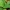 Šliaužiančioji sidabriukė - Goodyera repens | Fotografijos autorius : Ramunė Vakarė | © Macrogamta.lt | Šis tinklapis priklauso bendruomenei kuri domisi makro fotografija ir fotografuoja gyvąjį makro pasaulį.