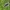 Šluotinis raipstas - Cytisus scoparius | Fotografijos autorius : Gintautas Steiblys | © Macrogamta.lt | Šis tinklapis priklauso bendruomenei kuri domisi makro fotografija ir fotografuoja gyvąjį makro pasaulį.