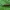 Šukaūsis pievaspragšis - Ctenicera pectinicornis ♂ | Fotografijos autorius : Žilvinas Pūtys | © Macrogamta.lt | Šis tinklapis priklauso bendruomenei kuri domisi makro fotografija ir fotografuoja gyvąjį makro pasaulį.