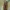 Šukaūsis raudonvabalis - Schizotus pectinicornis ♀ | Fotografijos autorius : Žilvinas Pūtys | © Macrogamta.lt | Šis tinklapis priklauso bendruomenei kuri domisi makro fotografija ir fotografuoja gyvąjį makro pasaulį.