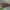 Šukaūsis raudonvabalis - Schizotus pectinicornis ♂ | Fotografijos autorius : Žilvinas Pūtys | © Macrogamta.lt | Šis tinklapis priklauso bendruomenei kuri domisi makro fotografija ir fotografuoja gyvąjį makro pasaulį.