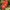 Švelnioji gudobelė - Crataegus mollis | Fotografijos autorius : Gintautas Steiblys | © Macrogamta.lt | Šis tinklapis priklauso bendruomenei kuri domisi makro fotografija ir fotografuoja gyvąjį makro pasaulį.