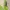 Šviesiakraštis vikrūnas - Philodromus dispar | Fotografijos autorius : Gintautas Steiblys | © Macrogamta.lt | Šis tinklapis priklauso bendruomenei kuri domisi makro fotografija ir fotografuoja gyvąjį makro pasaulį.