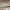 Šviespilkis strėlinukas - Acronicta cuspis | Fotografijos autorius : Žilvinas Pūtys | © Macrogamta.lt | Šis tinklapis priklauso bendruomenei kuri domisi makro fotografija ir fotografuoja gyvąjį makro pasaulį.