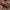 Švytataškis tarakonas - Lucihormetica verrucosa | Fotografijos autorius : Gintautas Steiblys | © Macrogamta.lt | Šis tinklapis priklauso bendruomenei kuri domisi makro fotografija ir fotografuoja gyvąjį makro pasaulį.