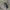 Pušinis skujagraužis - Cortodera femorata | Fotografijos autorius : Gintautas Steiblys | © Macrogamta.lt | Šis tinklapis priklauso bendruomenei kuri domisi makro fotografija ir fotografuoja gyvąjį makro pasaulį.