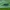 Buožaininis stagarinukas - Agapanthia intermedia | Fotografijos autorius : Žilvinas Pūtys | © Macrogamta.lt | Šis tinklapis priklauso bendruomenei kuri domisi makro fotografija ir fotografuoja gyvąjį makro pasaulį.
