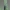 Buožaininis stagarinukas - Agapanthia intermedia | Fotografijos autorius : Agnė Našlėnienė | © Macrogamta.lt | Šis tinklapis priklauso bendruomenei kuri domisi makro fotografija ir fotografuoja gyvąjį makro pasaulį.